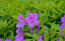 梅溪湖桃花岭